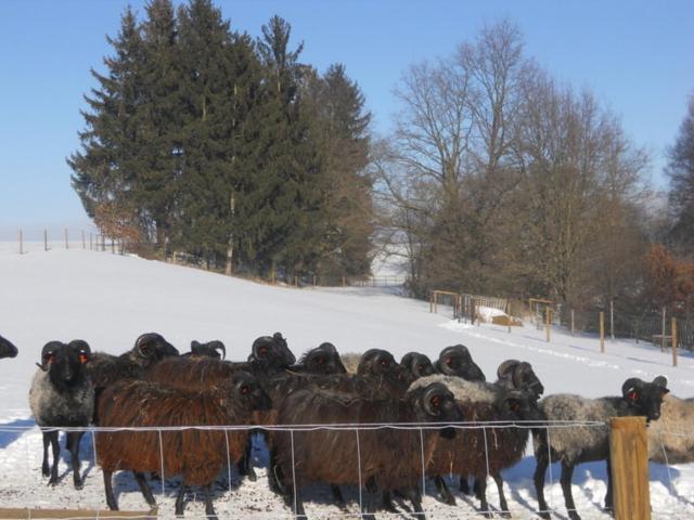 Jonasuv Mlyn Country house Zhor u Mlade Vozice
